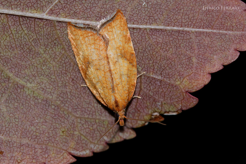 Micro da identificare